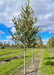 A New Horizon Elm in the nursery with green leaves and a smooth grey trunk. Strips of green grass between rows of trees, and a cloudy blue sky are in the background.