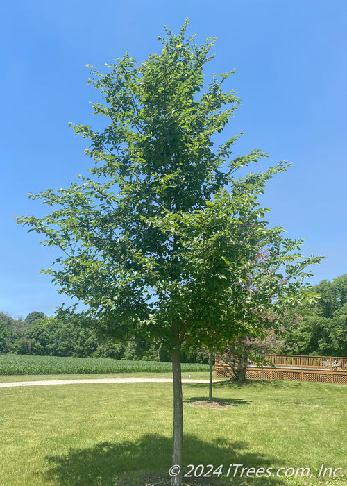 New Horizon Elm planted in the front side yard of a country home. A soybean field, and a deck surrounded pool are in the background with a clear blue sky.