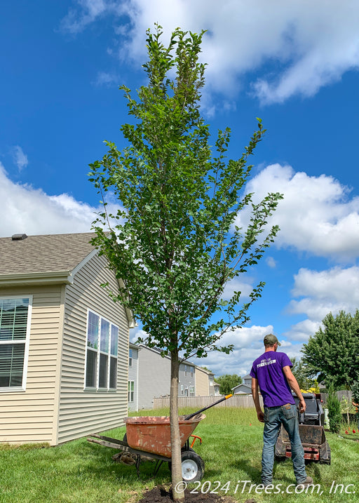 A newly planted New Horizon Elm with green leaves. A crew member is in the background cleaning up. A blue cloudy sky, and the house are also in the background.