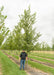 New Horizon Elm in the nursery with a person standing next to it to show its height comparison. Their head is at the lowest branch.