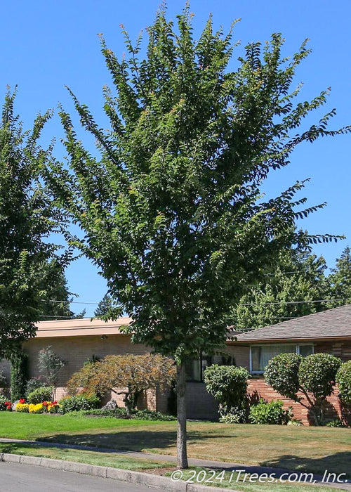 Maturing Emerald Sunshine Elm on the parkway with a canopy full of dark green leaves.