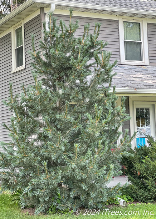 Vanderwolf's Pyramid Pine maturing in front of a house, planted for privacy and screening from the driveway.  