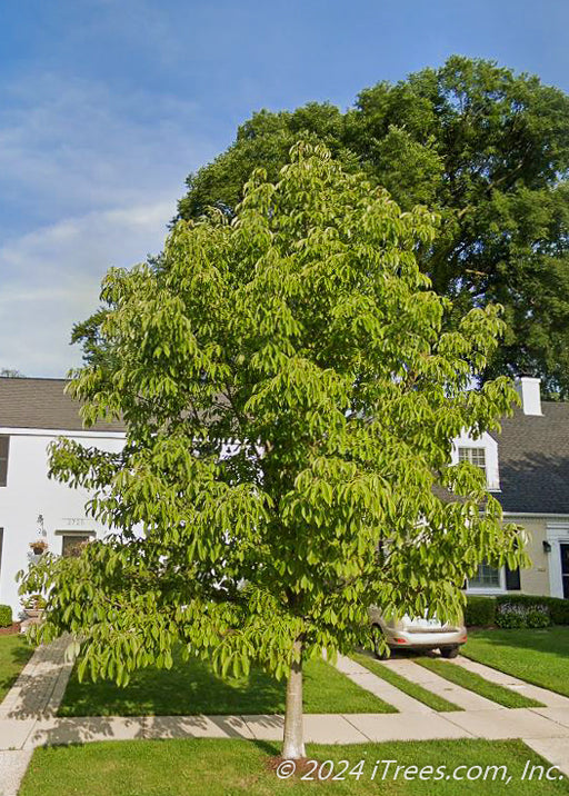 A mature Yellow Buckeye with green leaves planted on a parkway.