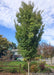 Musashino Zelkova planted near a walkway in a suburban neighborhood with upright narrow canopy and small slender green leaves. An automobile and house are in the background with blue skies.