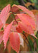 Closeup of red-orange fall leaves with yellow veins and stems.