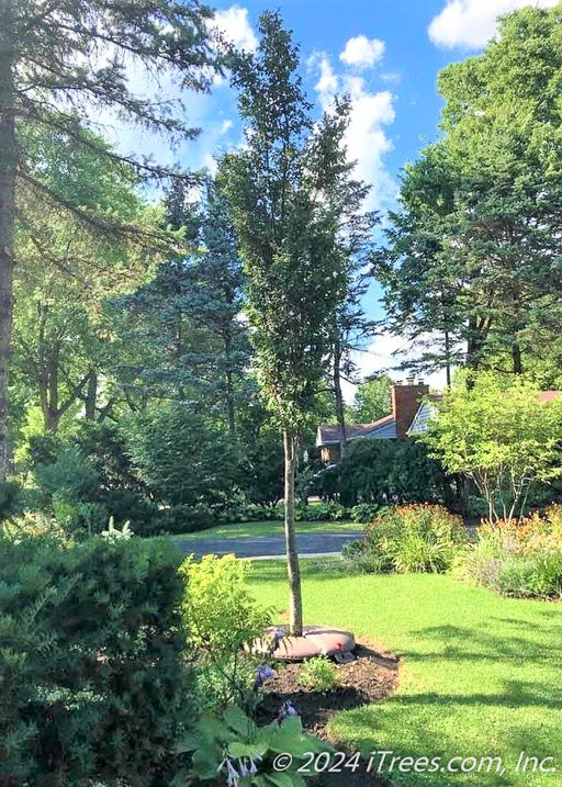 A newly planted Musashino Japanese Zelkova planted in a backyard garden surrounded by green grass and other plants.