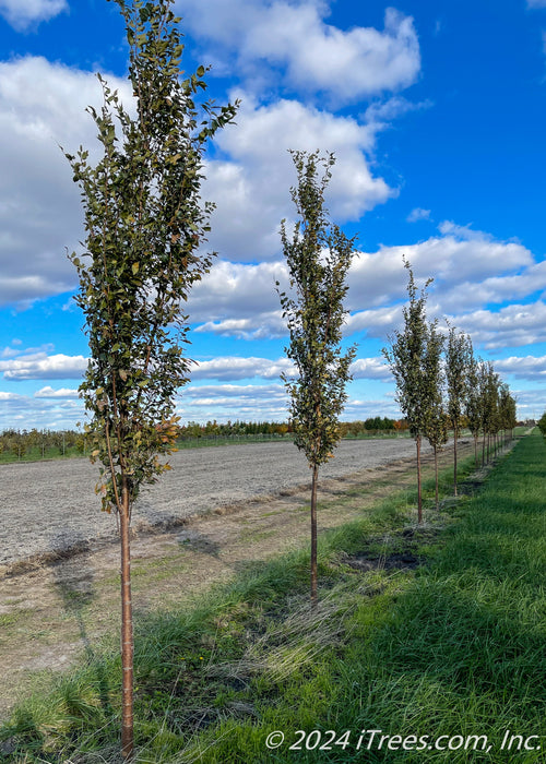 A row of Musashino Japanese Zelkova planted in a row in the nursery with upright narrow form, and shiny brown trunks. A blue cloudy sky in the background.