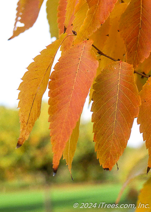 Closeup of long slender bright yellowish-orange leaves with serrated edges.