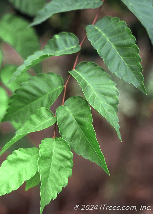Closeup of slender serrated green leaves with yellow veins.
