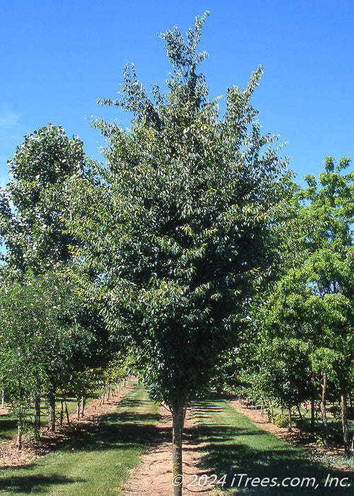 A Musashino Zelkova grows in the nursery with a full canopy of dark green leaves. 