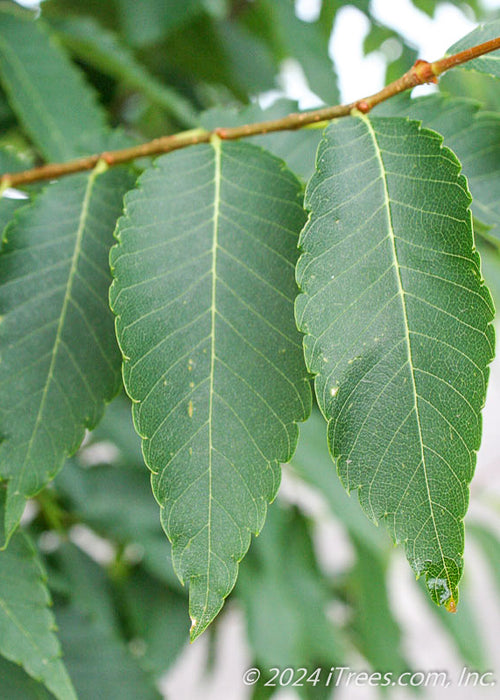 Closeup of long slender green slightly serrated edged leaves.
