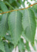 Closeup of long slender green slightly serrated edged leaves.