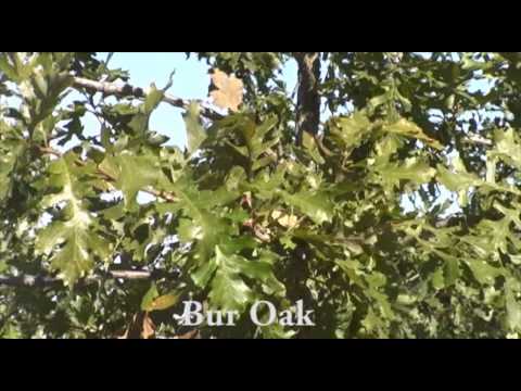 A video about Bur Oak