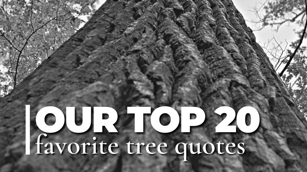 Our Top 20 Favorite Tree Quotes: black and white picture of hackberry trunk looking up toward sky