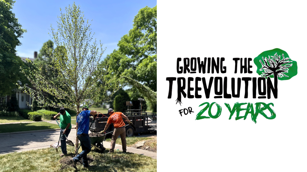 Growing the TREEvolution for 20 years: a picture of the iTrees.com crew planting a birch on the parkway.