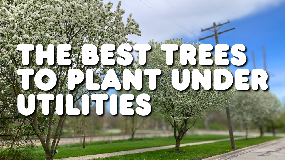 Utility power lines hover over a row of small flowering trees. on a parkway