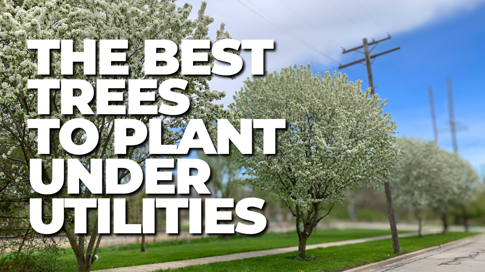 Power lines hover over a row of small flowering trees. on a parkway