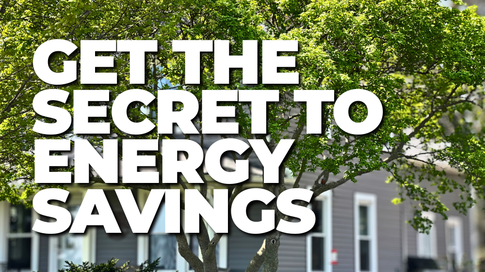 The secret to savings: Trees! A mature Amur Flame Maple in a front landscape near a house, providing shade, beauty, and privacy.