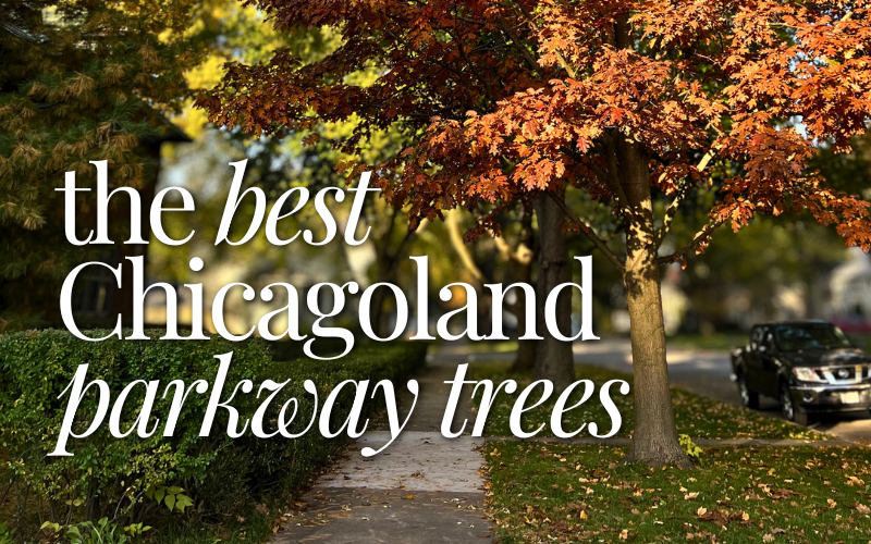The Best Chicagoland Parkway Trees with Red Oak on parkway with red fall foliage