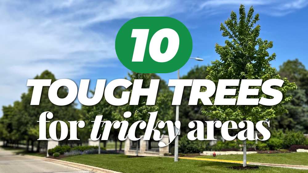 "10 Tough Trees for Tricky Areas" Picture of an Autumn Blaze Maple growing in a subdivision entrance median.
