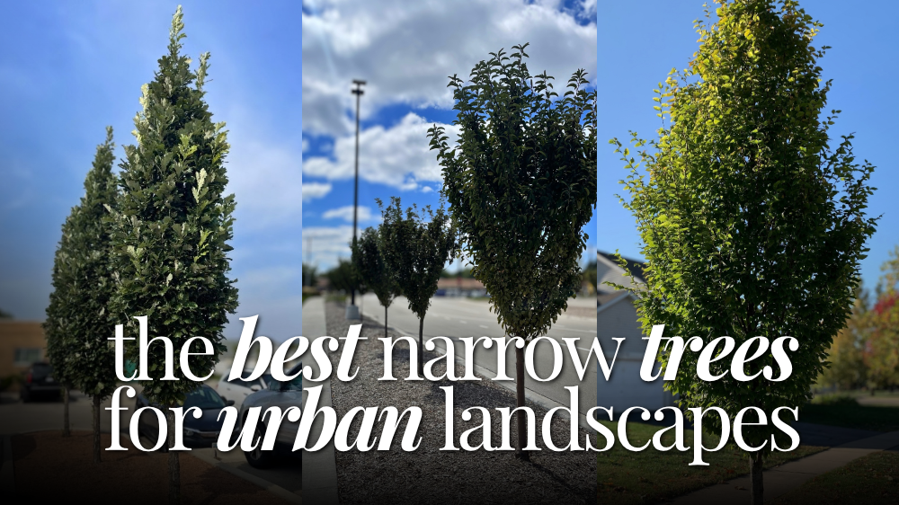 Best Narrow Trees for Urban Landscapes - Collage of 3 types of trees that have narrow canopies seen in urban areas.