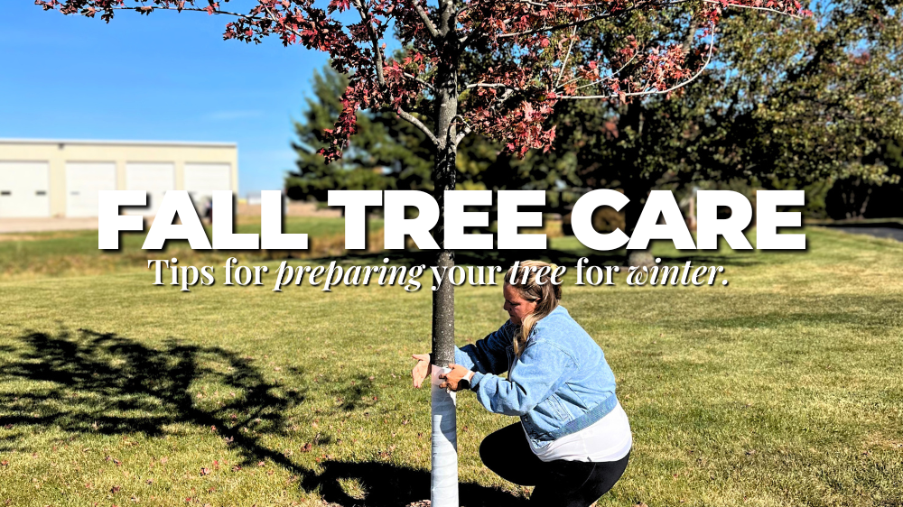 Fall Tree Care Blog Header: Marlee wrapping the trunk of an Autumn Blaze Maple.