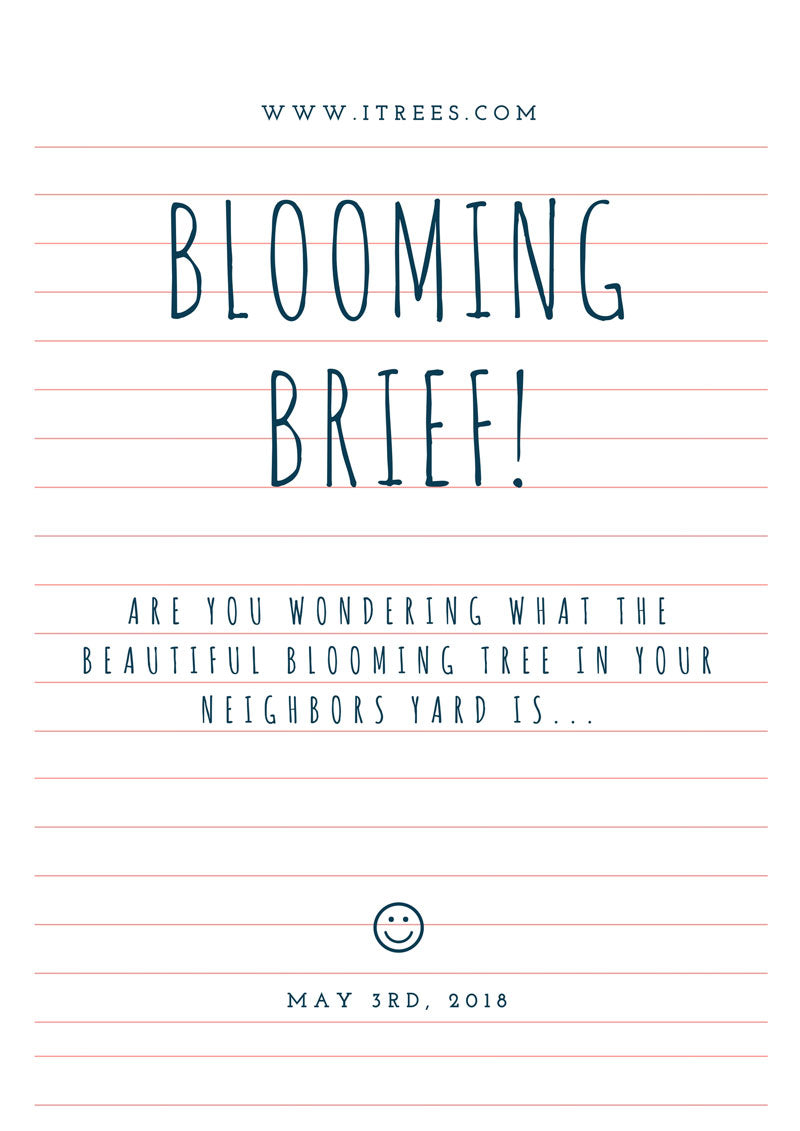 Blooming Brief- May 3rd