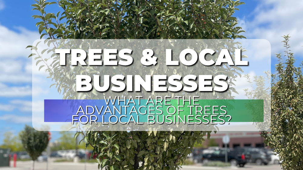 Trees & Local Businesses: What Are the Advantages of Trees for Local Businesses?