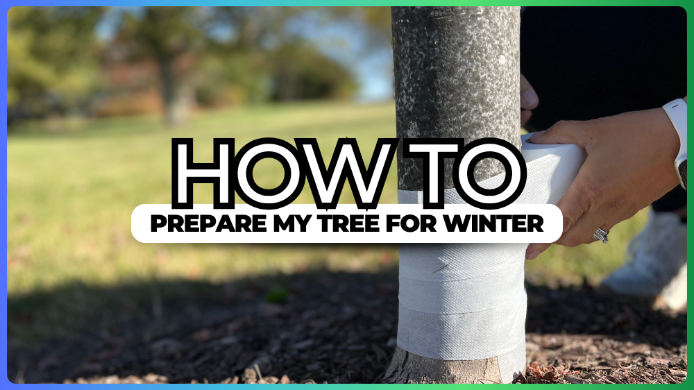 How to Prepare My Tree for Winter- image shows a tree trunk being wrapped.