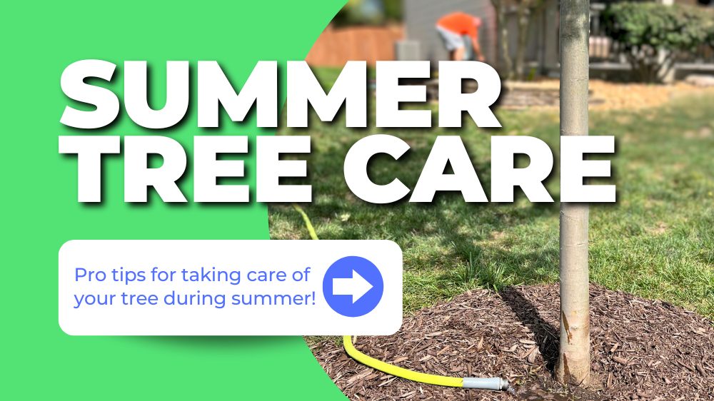 Summer Tree Care: A tree being watered with a hose