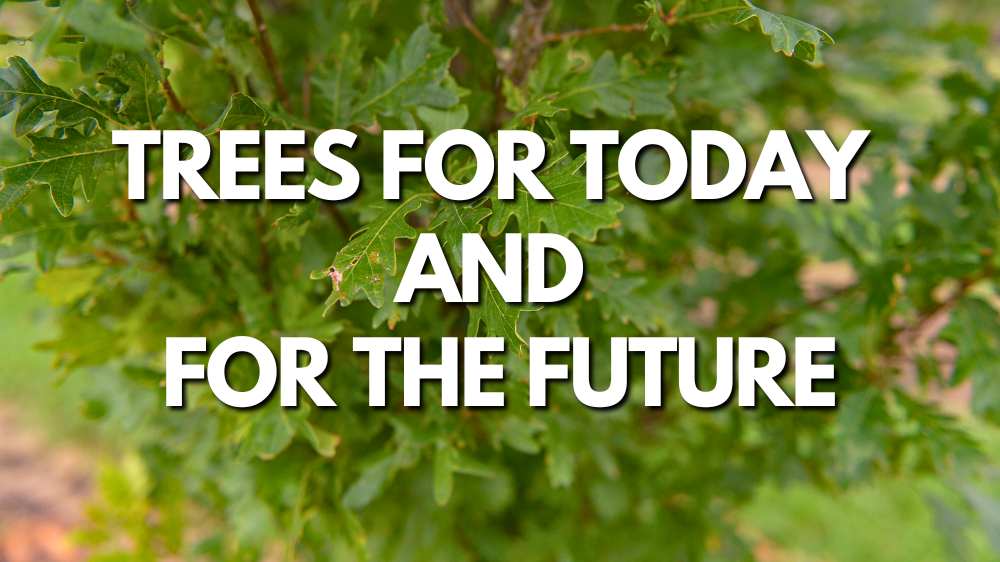 Trees for Today and the Future
