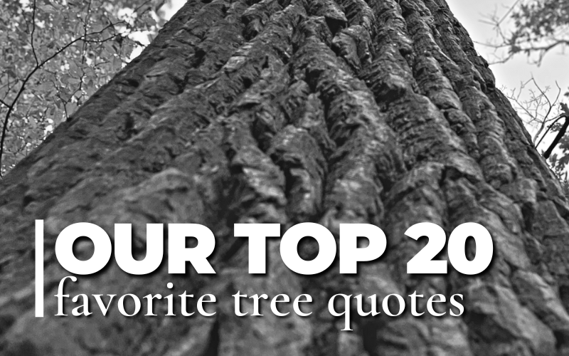 Our Top 20 Favorite Tree Quotes: black and white picture of hackberry trunk looking up toward sky