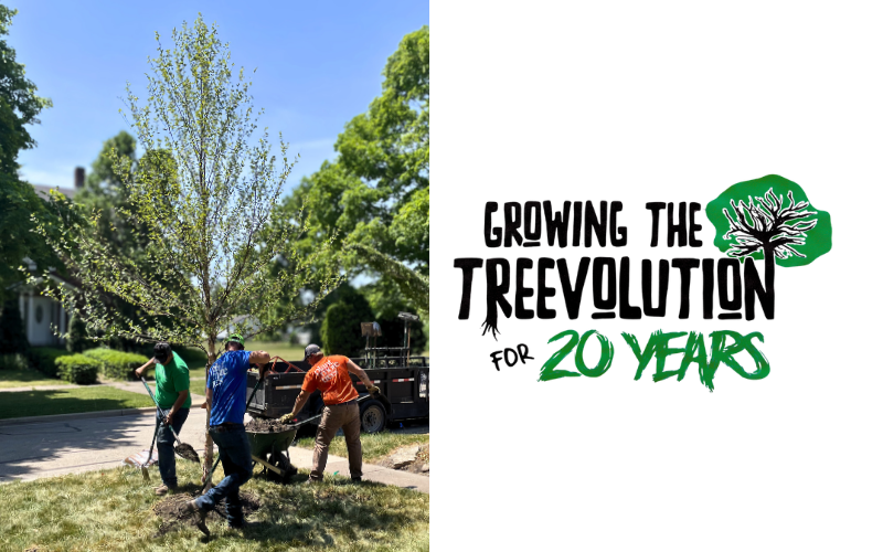 Growing the TREEvolution for 20 years: a picture of the iTrees.com crew planting a birch on the parkway.
