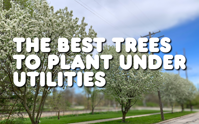 Utility power lines hover over a row of small flowering trees. on a parkway