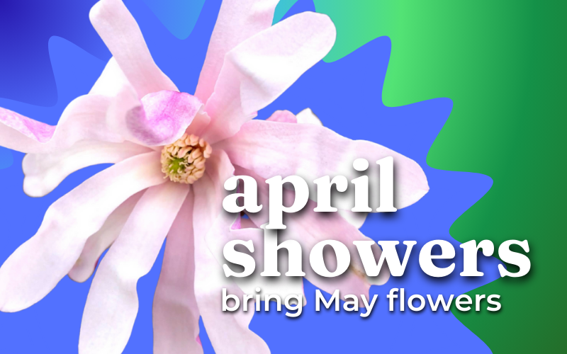A closeup of a Leonard Messel Magnolia flower with a blue to green gradient background, with the text overlay april showers bring may flowers