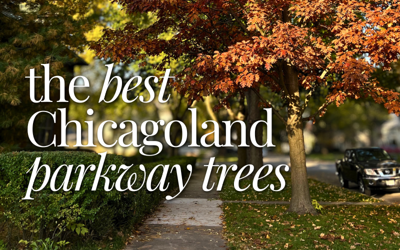 The Best Chicagoland Parkway Trees with Red Oak on parkway with red fall foliage