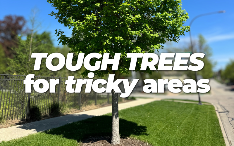 "Tough Trees for Tricky Areas" Picture of a State Street Maple growing on a city parkway.