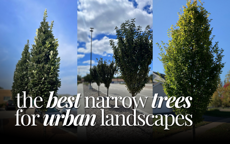 Best Narrow Trees for Urban Landscapes - Collage of 3 types of trees that have narrow canopies seen in urban areas.