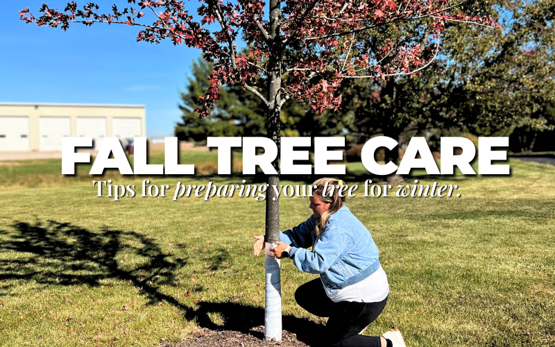 Fall Tree Care Blog Header: Marlee wrapping the trunk of an Autumn Blaze Maple.