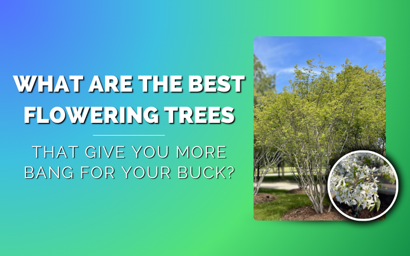 Double-duty Flowering Trees!