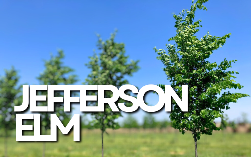 Tree Spotlight → Jefferson Elm
