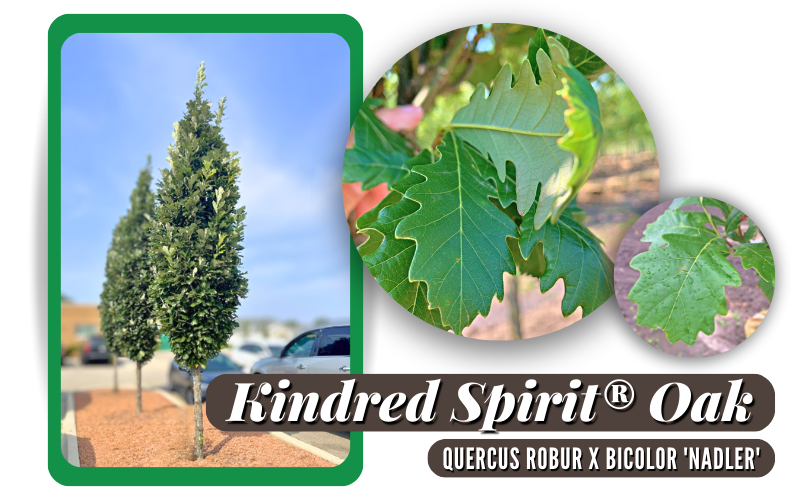 Tree Spotlight → Kindred Spirit® Oak