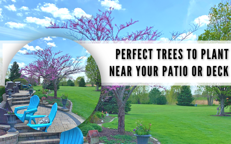 Can I Plant a Tree Near My Patio or Deck?