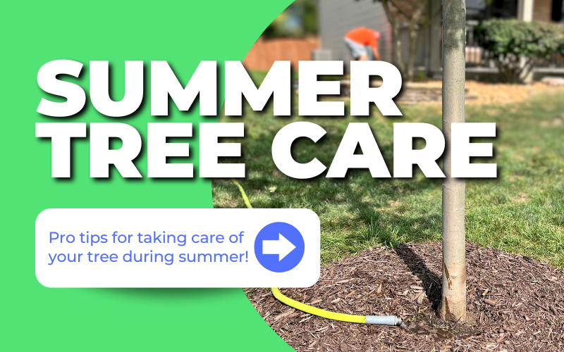 Summer Tree Care: A tree being watered with a hose