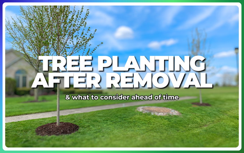 Tree Planting After Removal: What to Consider