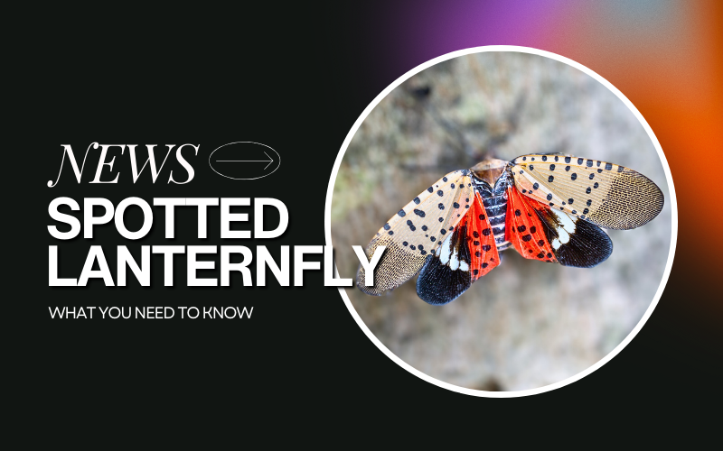 Should you be worried about this new pest?