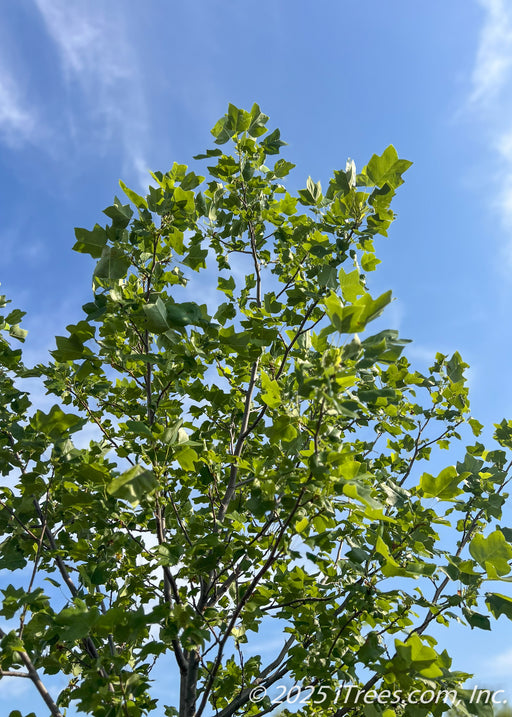 View looking up at the top of a Tulip Tree canopy in the nursery's holding yard showing green leaves against a bright blue sky with wispy white clouds.
