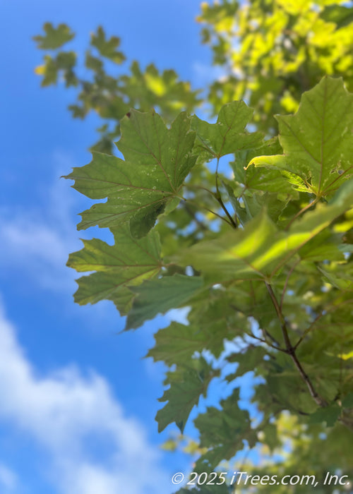 Closeup of green underside of Deborah Norway Maple's leaves in the summertime.