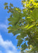 Closeup of green underside of Deborah Norway Maple's leaves in the summertime.