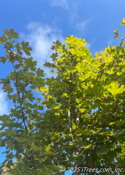 Closeup of green underside of Deborah Norway Maple's leaves in the summertime.